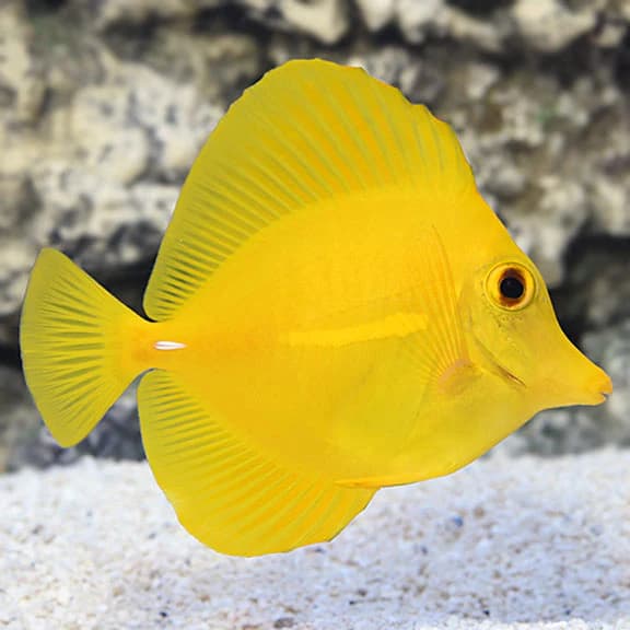 Tangs: Beautiful Reef Fish with Big Personalities and Big Needs