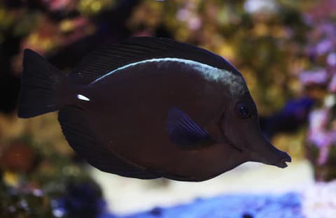 blacktang