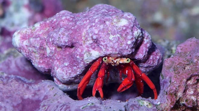 hermitcrab