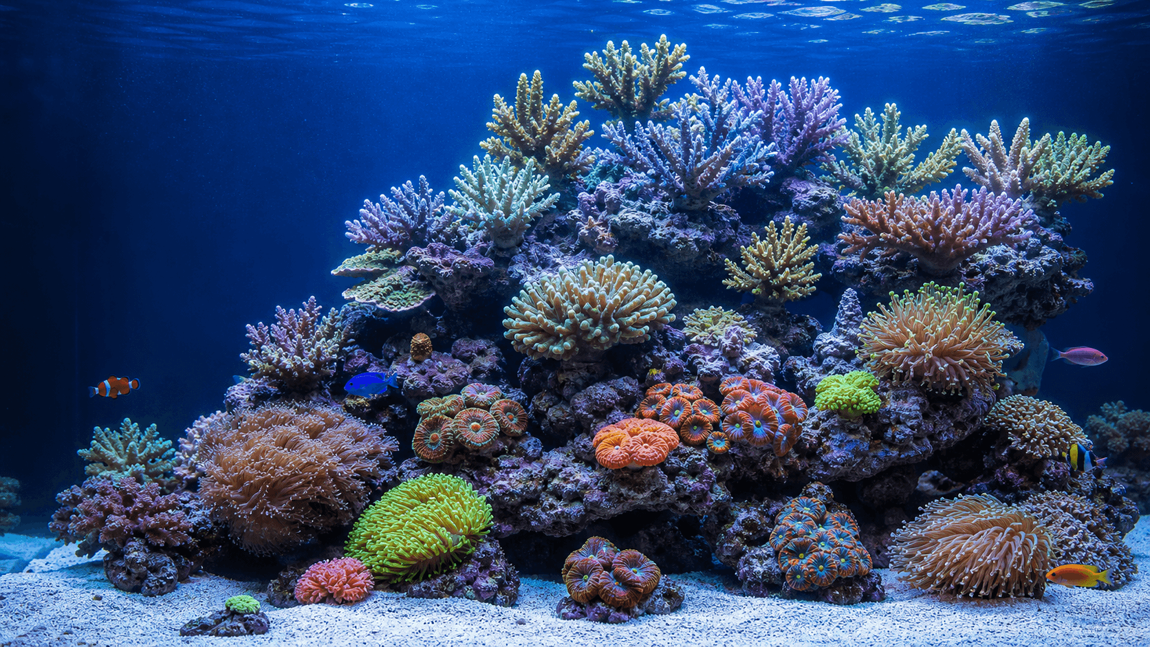 PAR, Not Watts — How to Actually Light a Reef Tank for Coral Placement