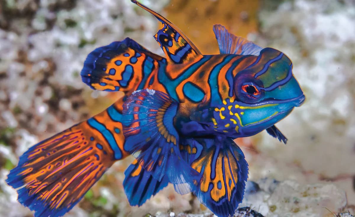 Mandarin Fish Explained — Types, Care Level, and Why They're So Hard to Keep Alive