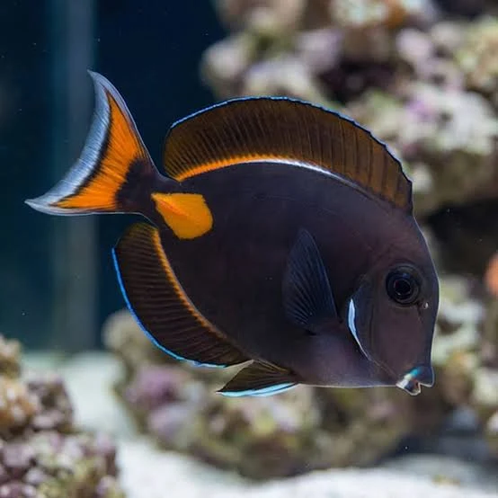 Achillies Tang