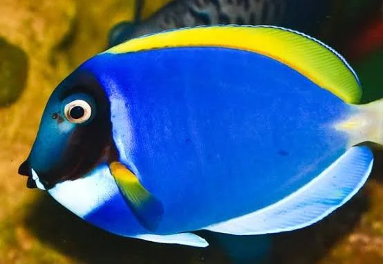 Powder Blue Tang