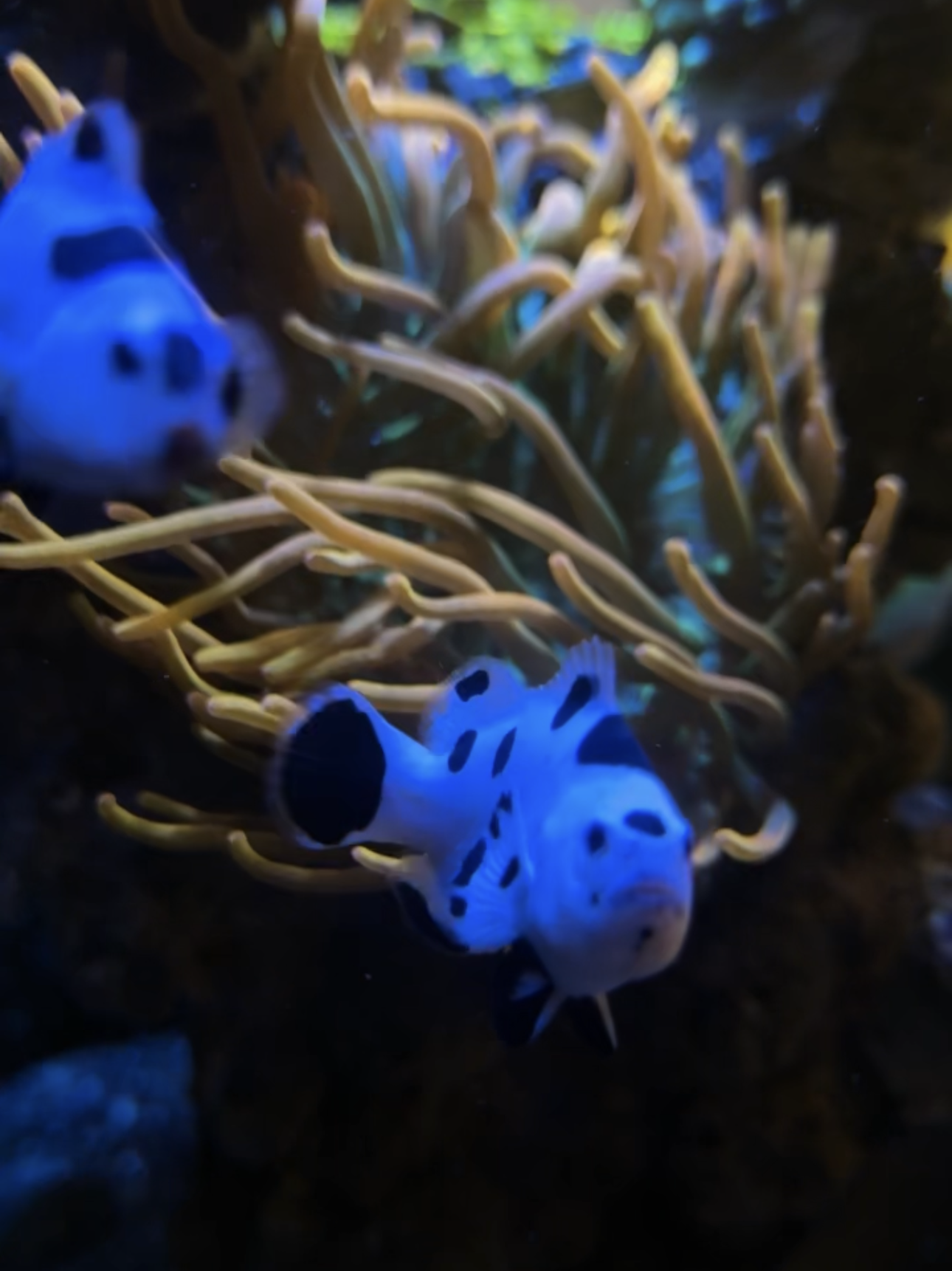 Clownfish