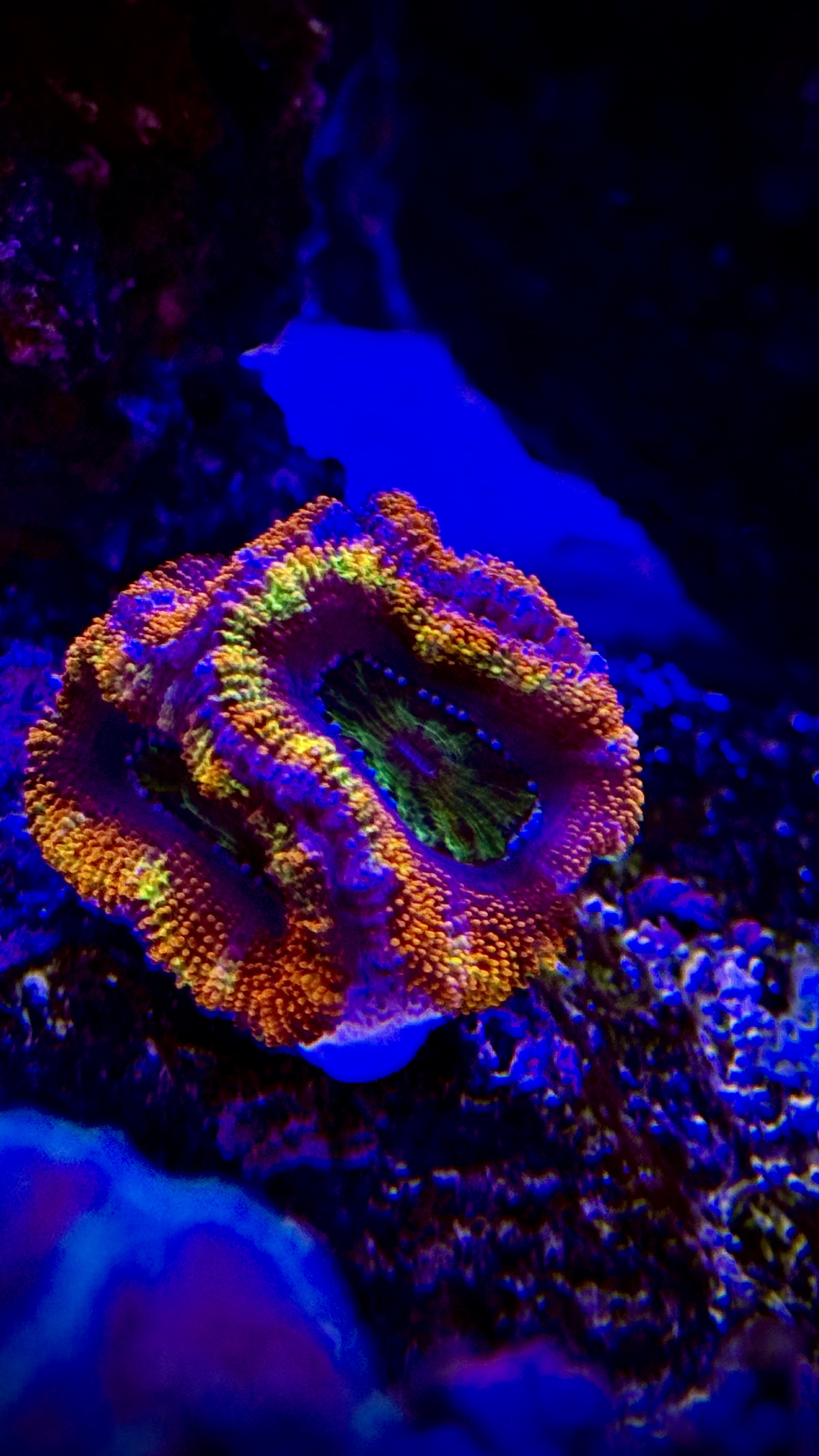 Rainbow Acan