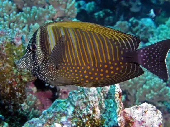Sailfin tang