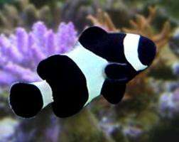 Black Clownfish