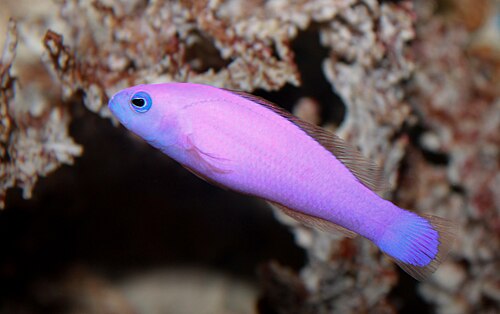 purple dottyback