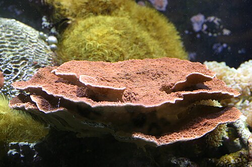 Red Plating Montipora