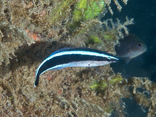 Cleaner wrasse